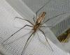 Tetragnatha sp.